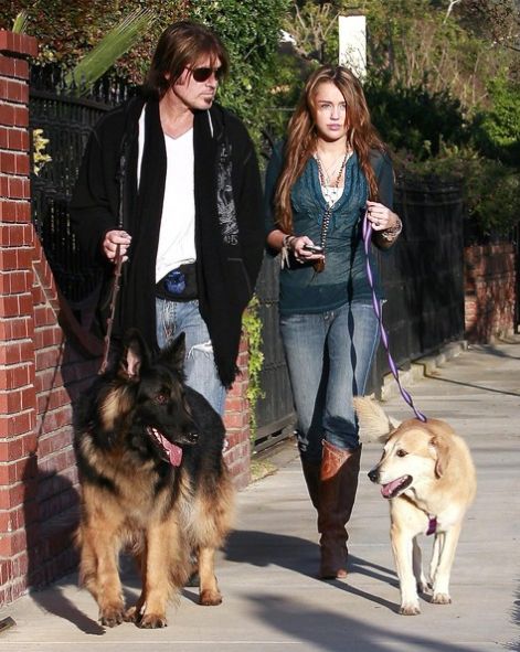 mileycyrusdadwalkingtheirdogs0y2gewzpr3dl.jpg